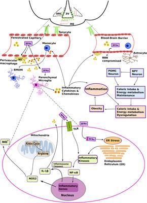 Brain Innate Immune Response in Diet-Induced Obesity as a Paradigm for Metabolic Influence on Inflammatory Signaling